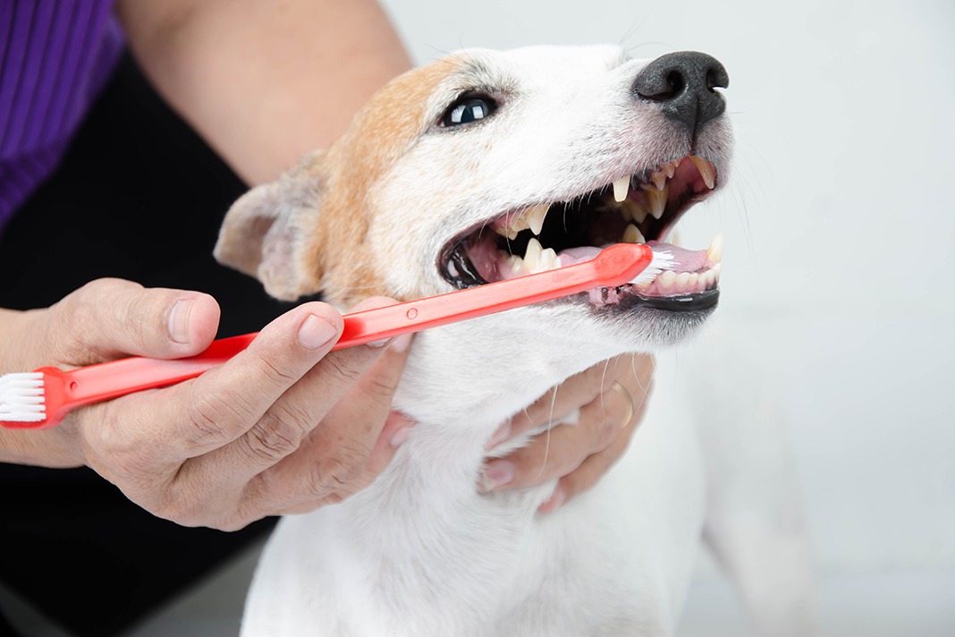 Pet Oral Health A Dental Hygienist at a Veterinary Conference Today's RDH