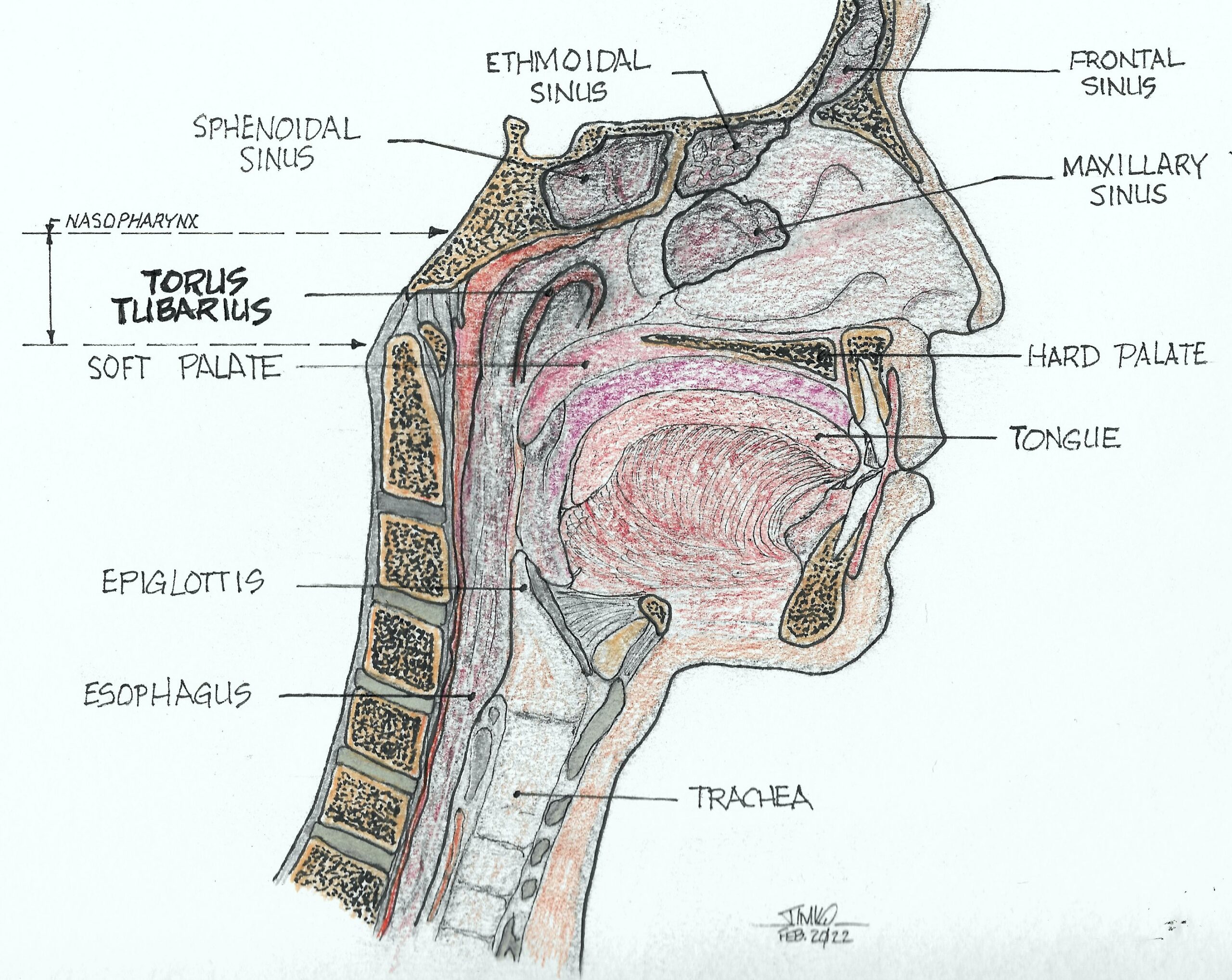 Process Tubaris Saliva: The Miraculous Biofluid Aids Dental Patients' Battle Against ...